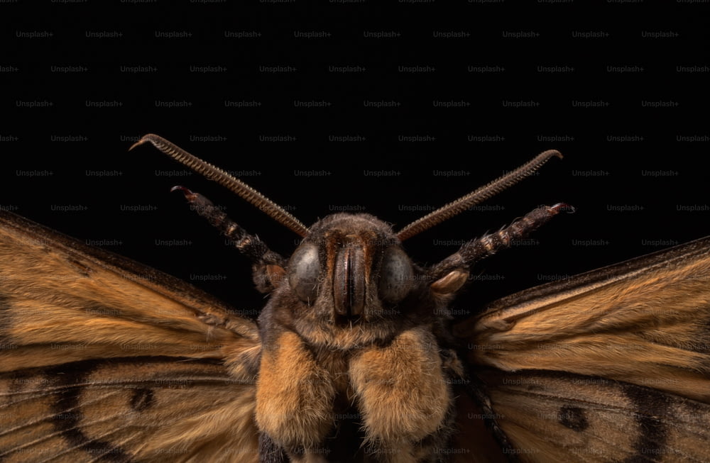 a close up of a moth on a black background