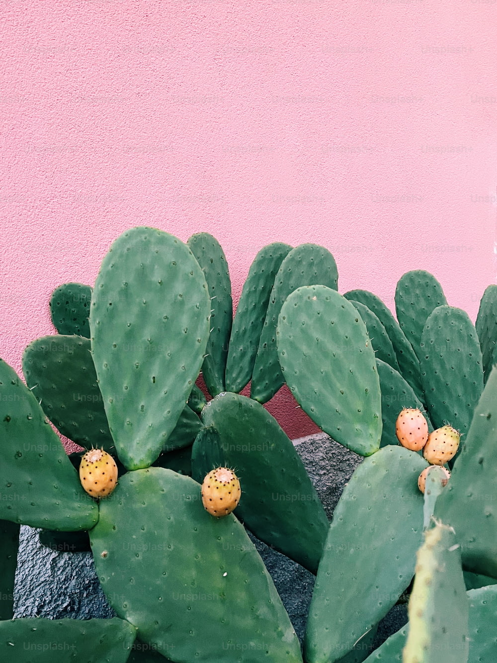 a close up of a cactus plant with a pink wall in the background