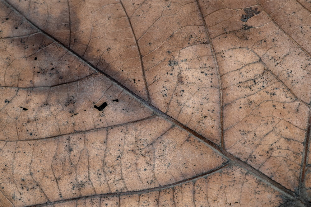 a close up of a brown leaf with little black dots