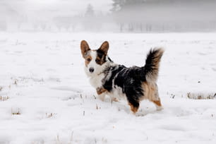 Ein Hund rennt auf einem Feld durch den Schnee