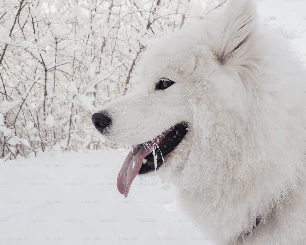 雪の中で舌を出した白い犬