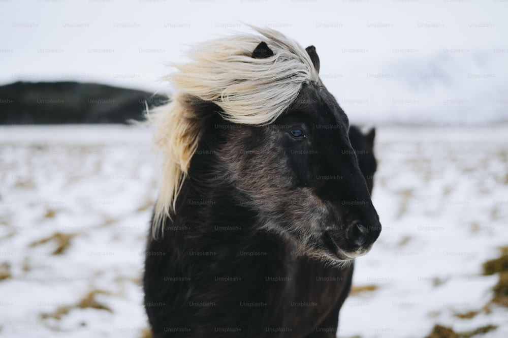 a black horse with a blonde mane standing in the snow
