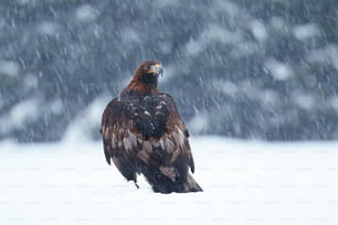 Ein großer Greifvogel steht im Schnee