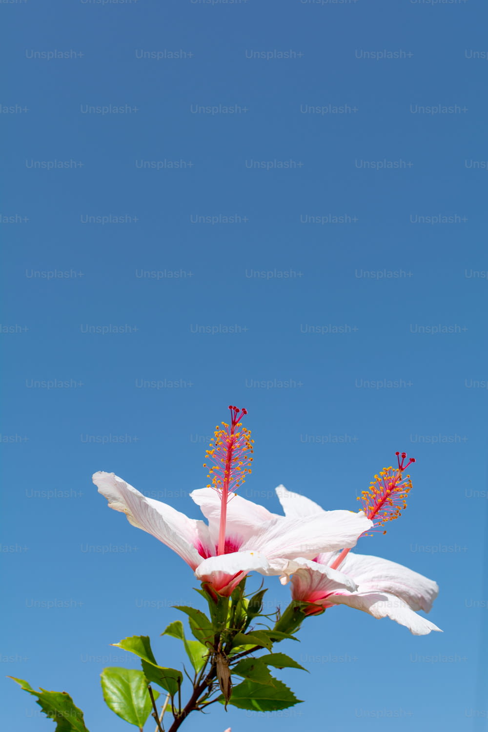 Dos flores blancas con estambres rojos contra un cielo azul