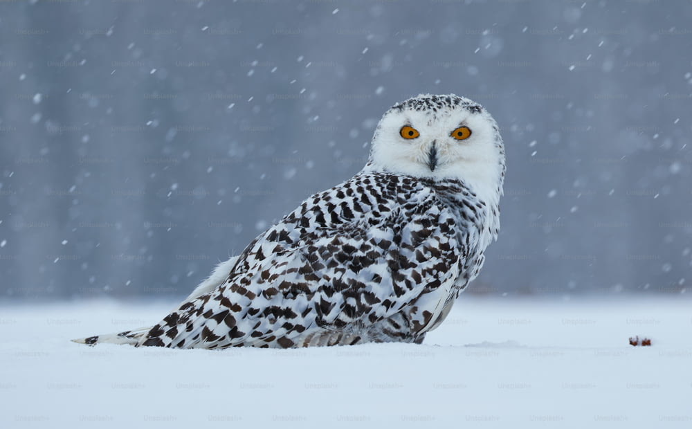 a snowy owl is sitting in the snow