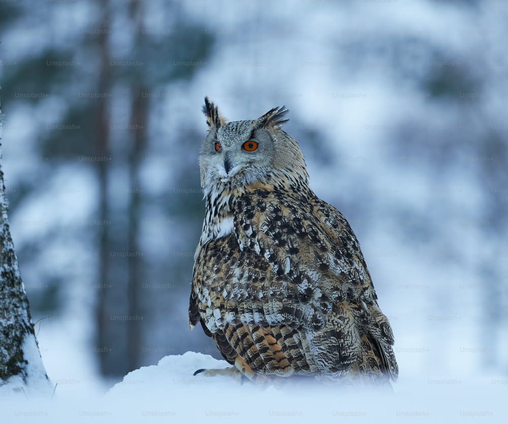 an owl sitting in the snow next to a tree
