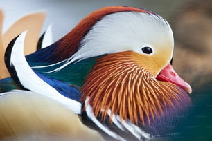 Un primer plano de un pájaro colorido en un cuerpo de agua