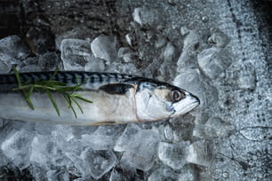 Un poisson mort sur glace avec un brin de romarin