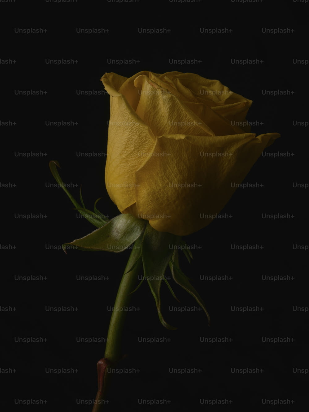 une seule rose jaune avec un fond noir