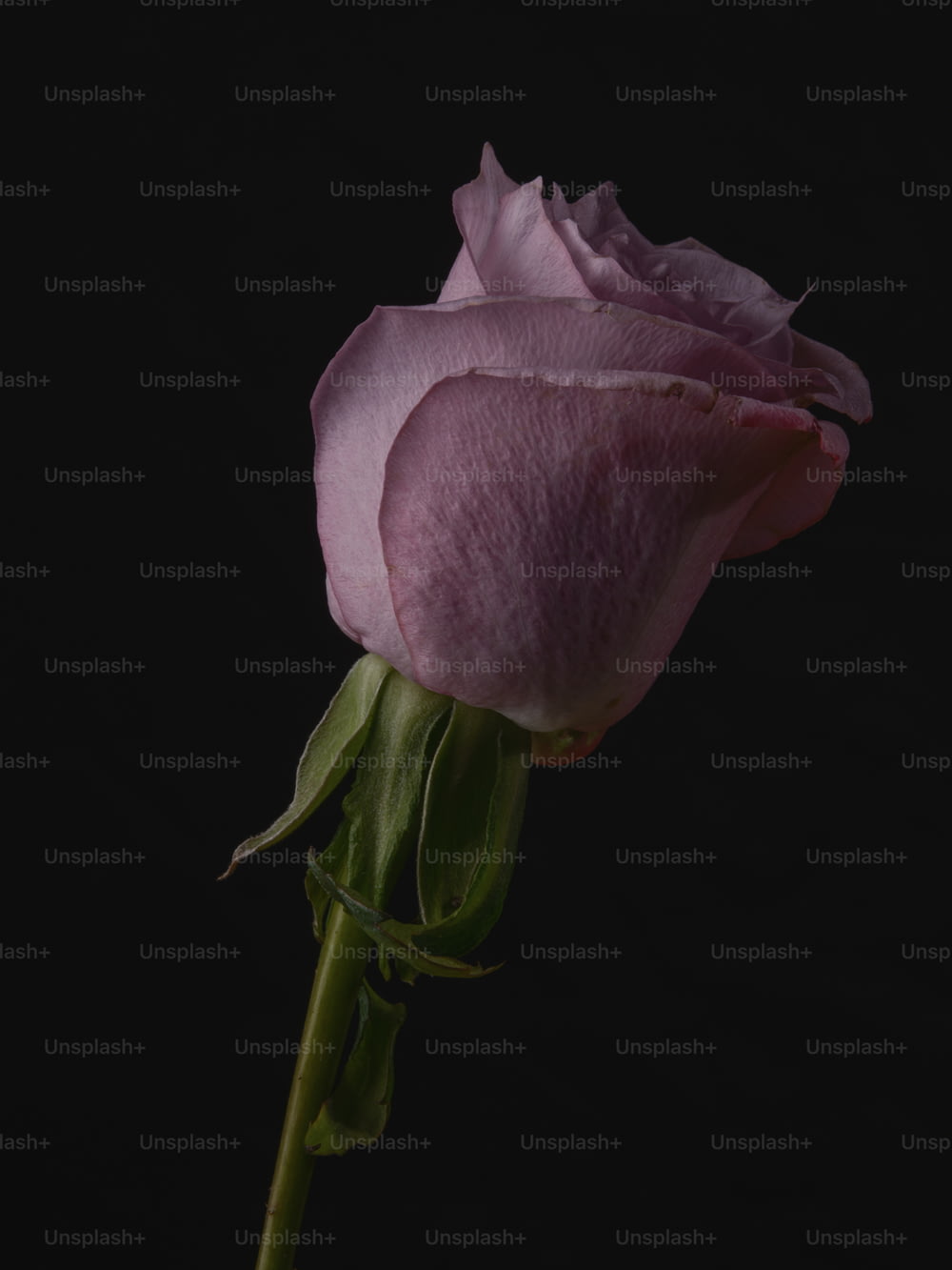 eine einzelne rosa Rose auf schwarzem Hintergrund