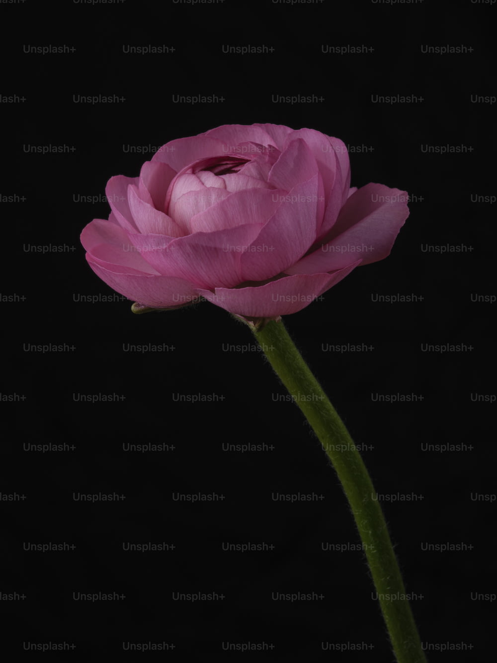 un singolo fiore rosa su uno sfondo nero
