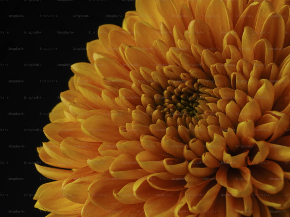 um close up de uma flor amarela em um fundo preto