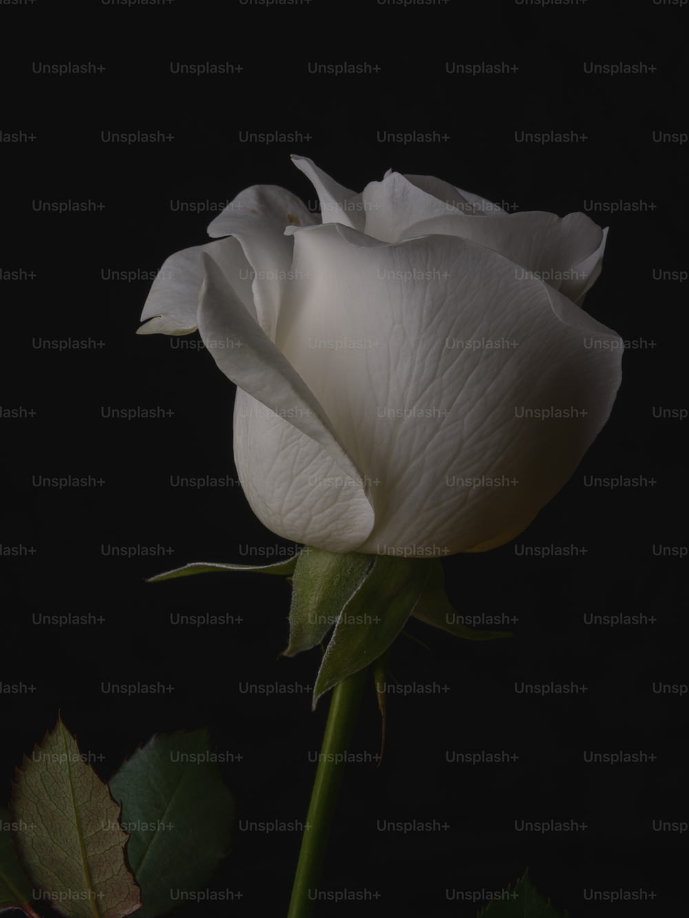uma rosa branca com um fundo escuro