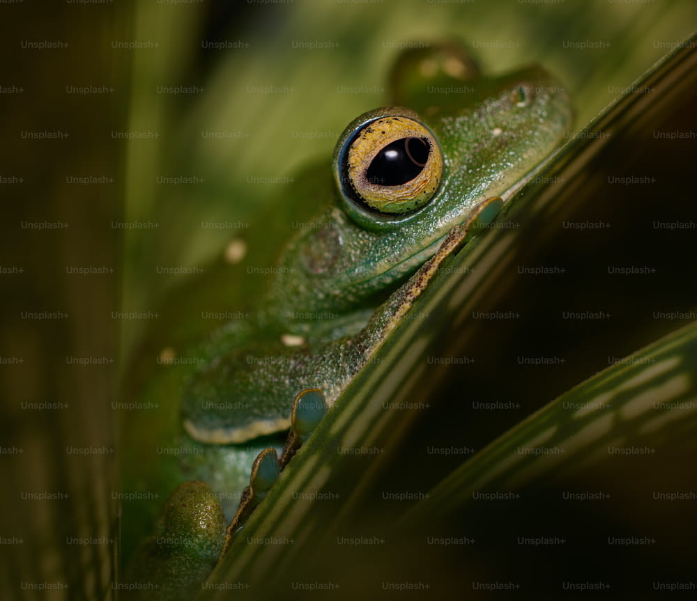 a close up of a frog on a leaf