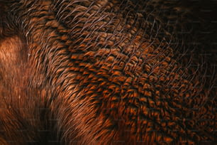 um close up da pele de um elefante