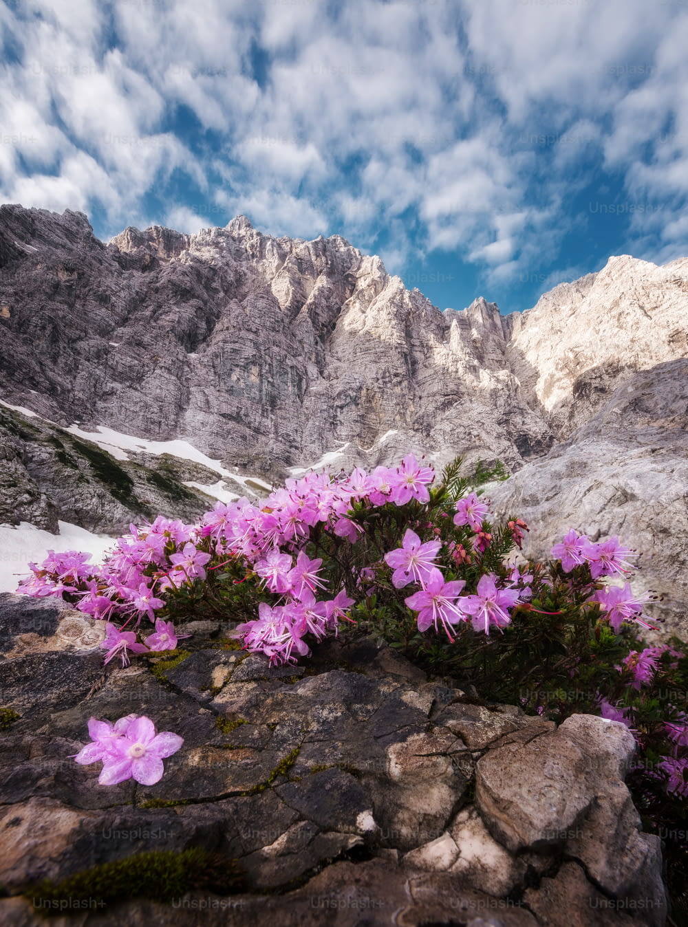 fiori rosa che crescono su un affioramento roccioso nelle montagne