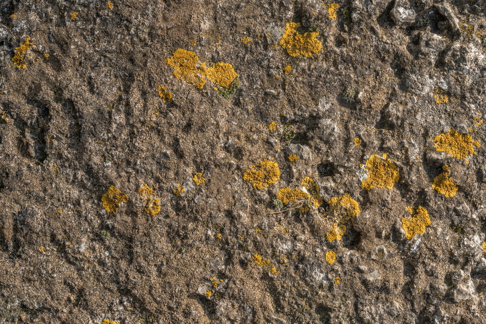 a close up of a rock with yellow moss growing on it