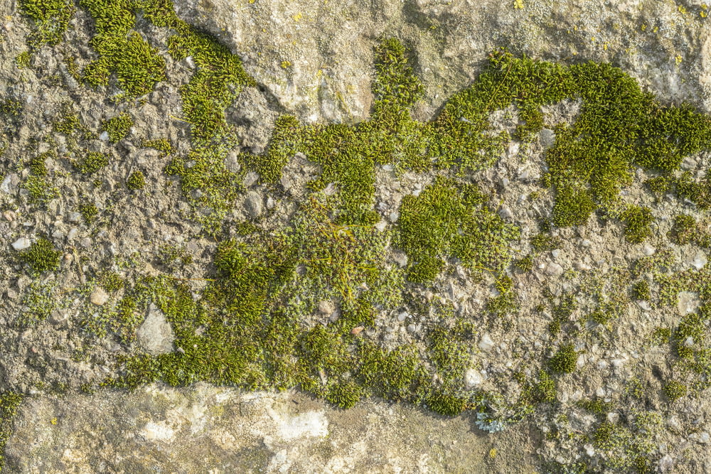 muschio che cresce sul lato di una parete rocciosa