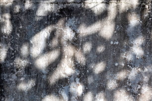 L’ombre d’un arbre sur un mur de béton