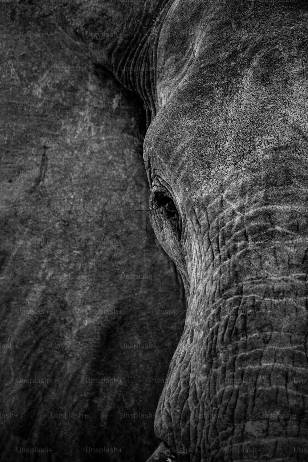 象の顔の白黒写真