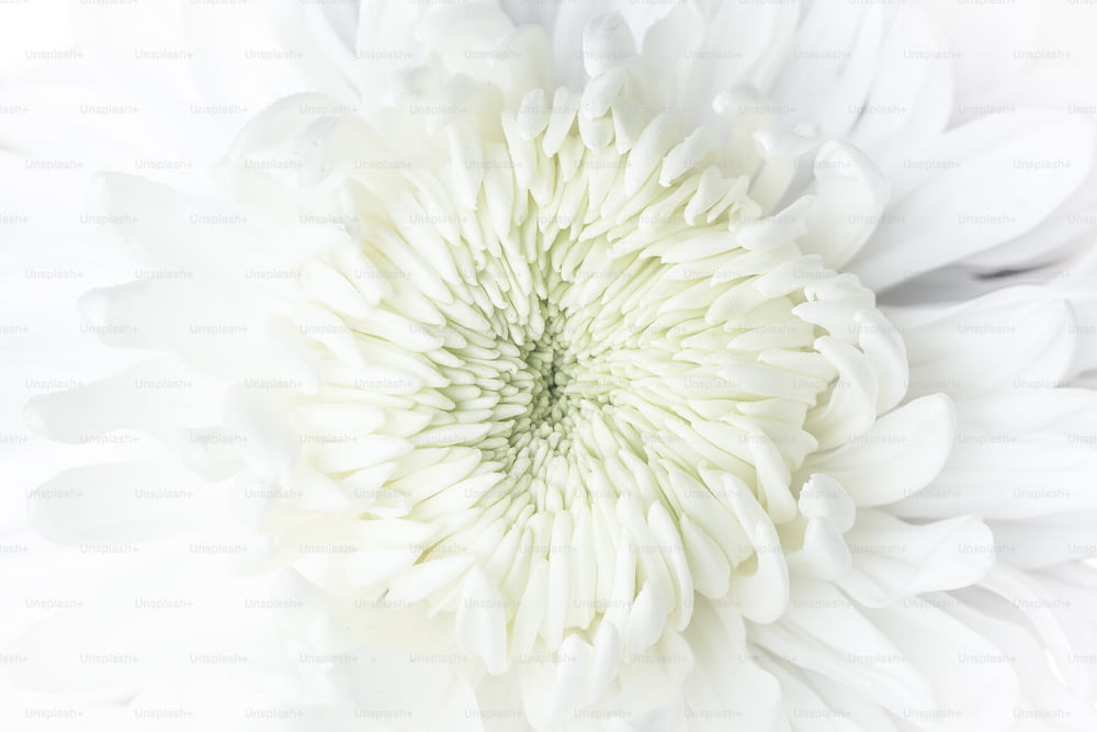 a close up of a large white flower