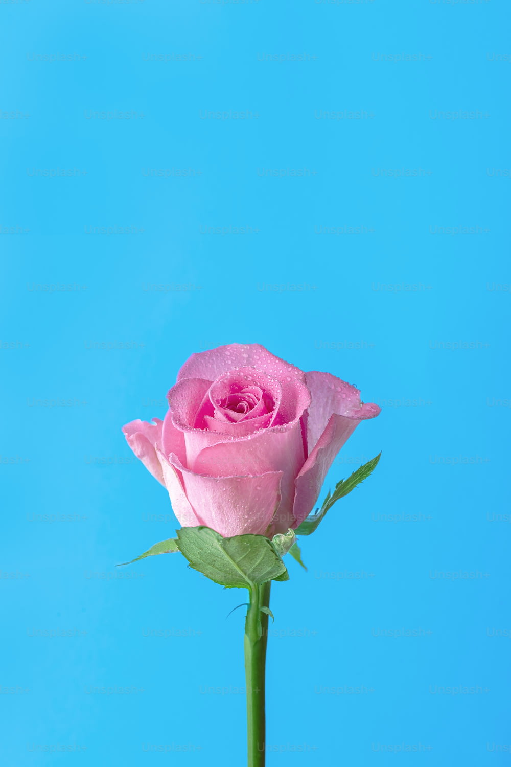 花瓶に座っている一本のピンクのバラ