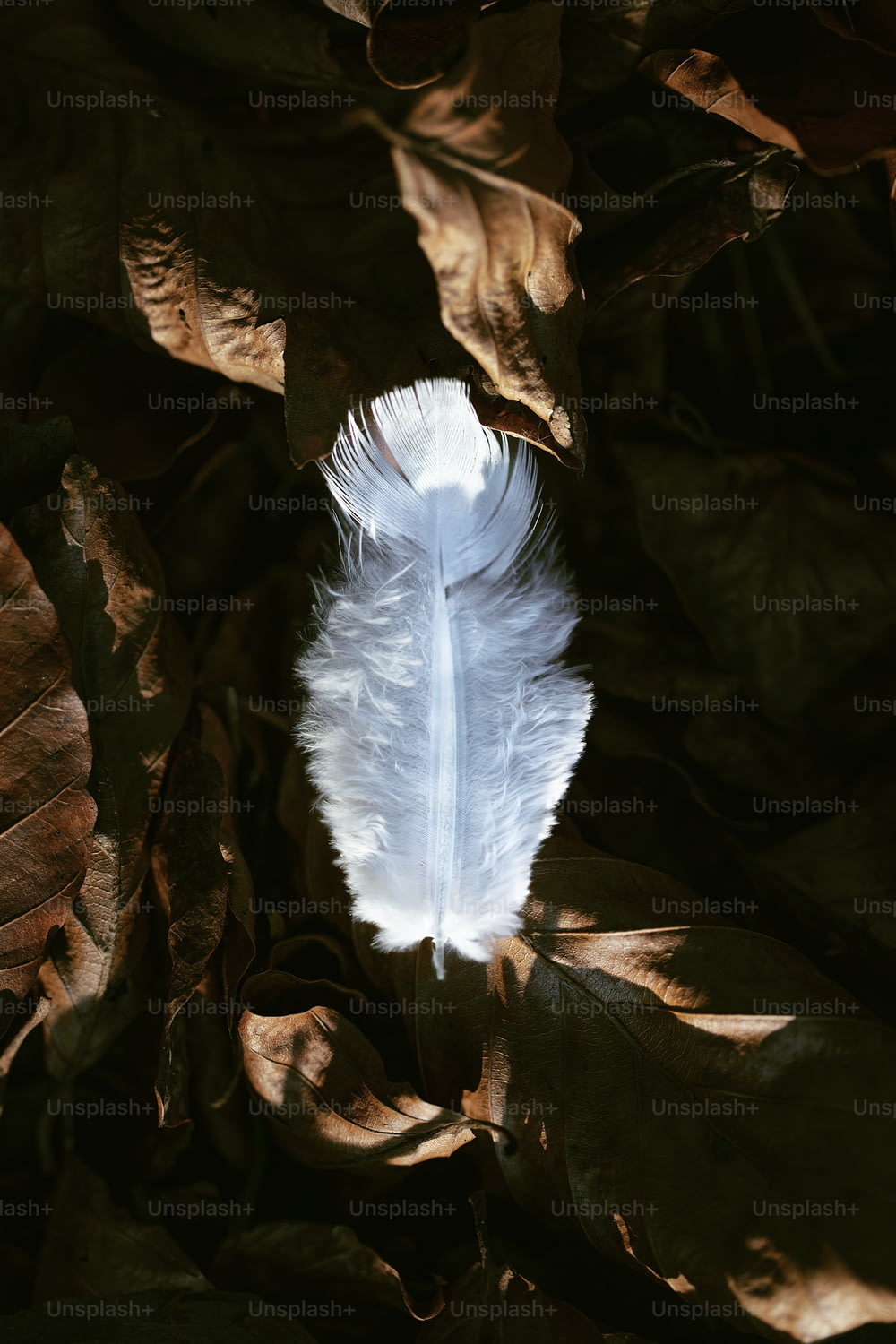 una piuma bianca seduta sopra un terreno coperto di foglie