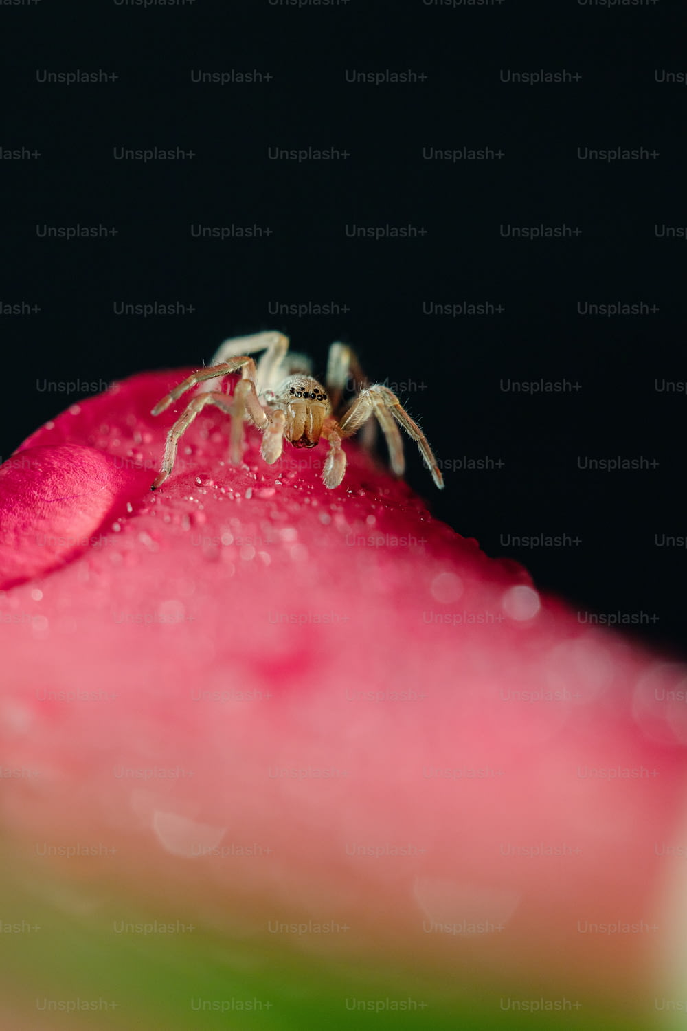 uma aranha sentada em cima de uma flor rosa