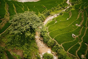 uma vista aérea de um exuberante campo de arroz verde