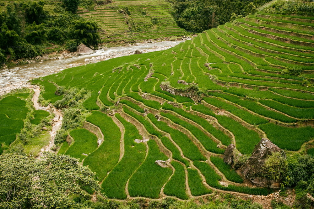 um campo de arroz com um rio que o atravessa