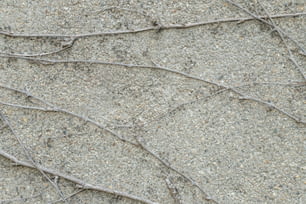 a close up of a wall with vines on it