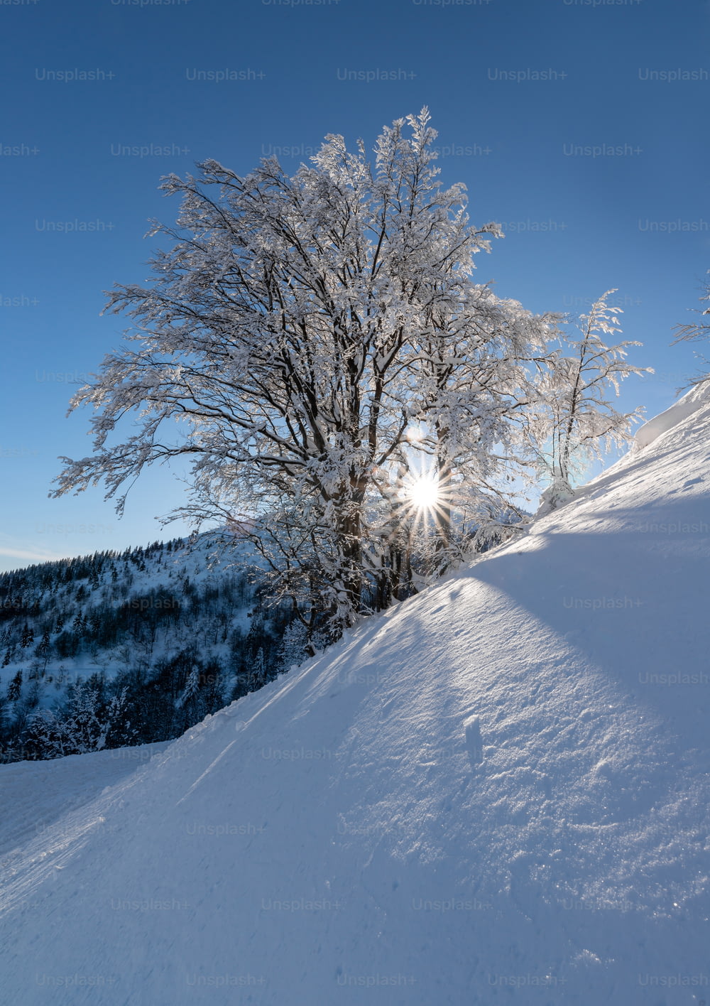 Il sole splende luminoso attraverso i rami di un albero nella neve