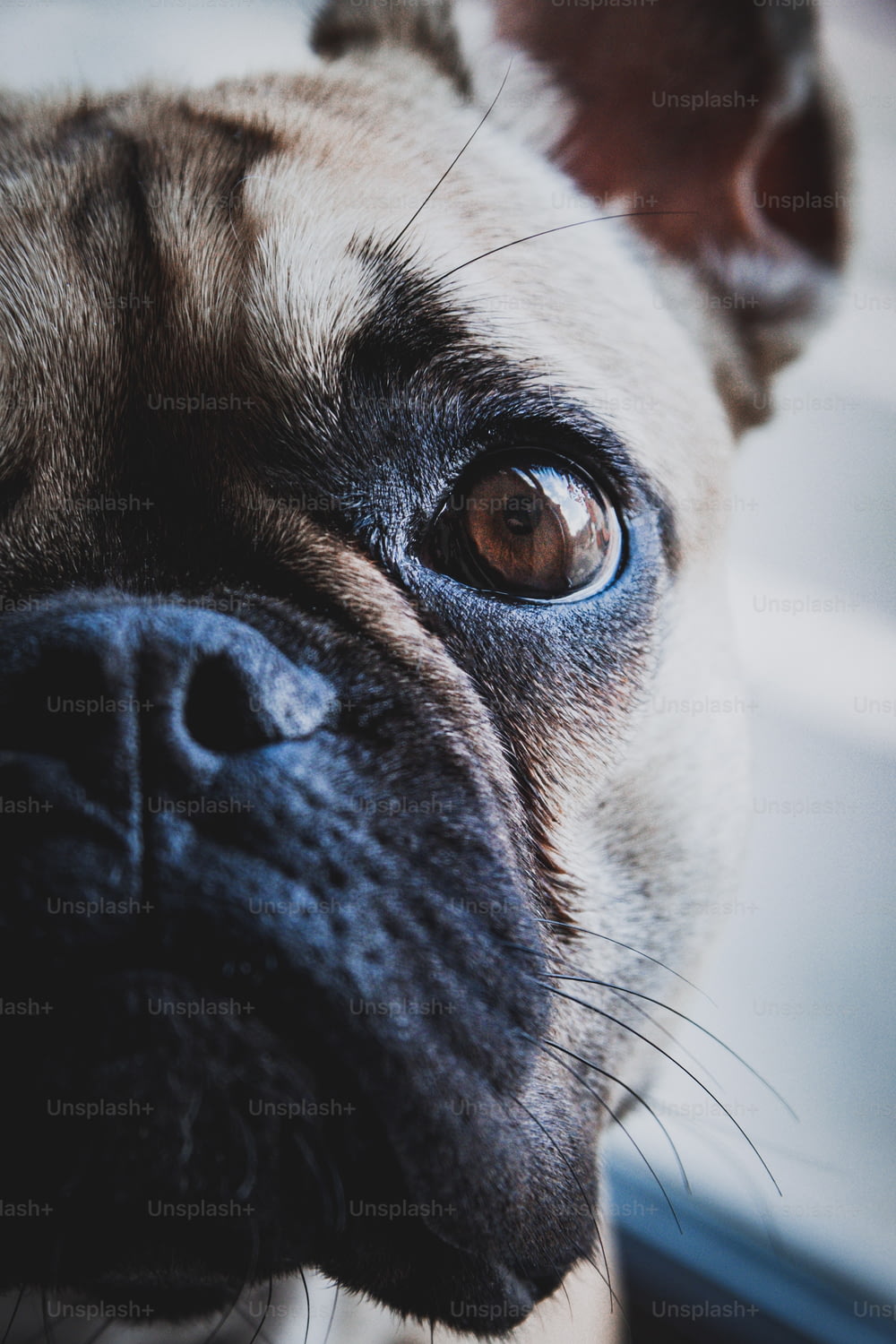 Un primo piano del viso di un cane con gli occhi azzurri