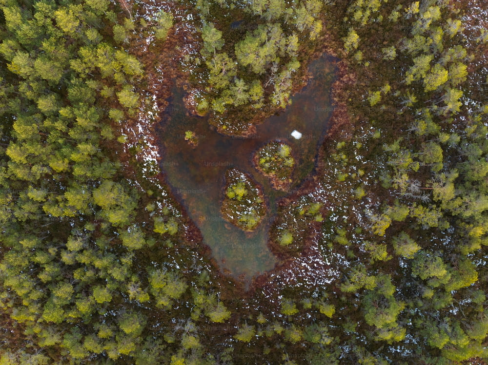 a bird's eye view of a pond in the middle of a forest