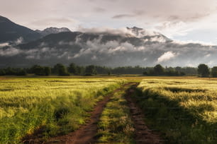 a dirt road in a field with a mountain in the background