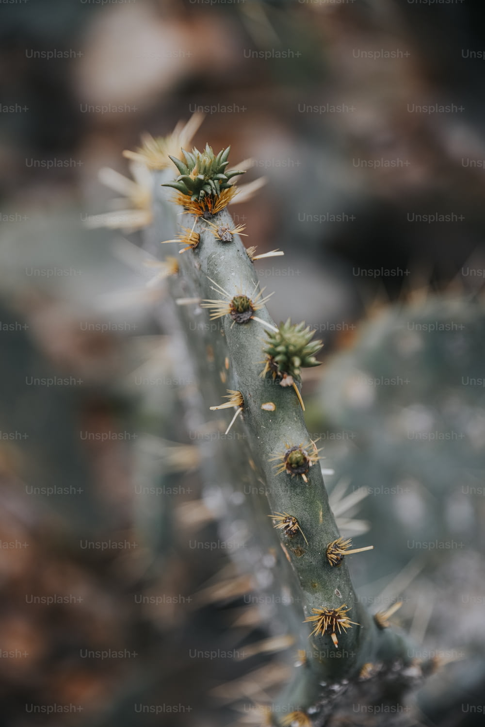 Un primo piano di una pianta di cactus con piccole gemme
