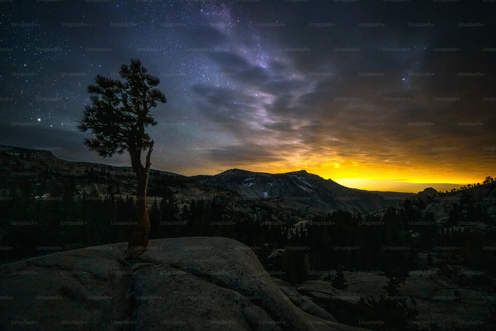 a lone tree on a rocky outcropping at night