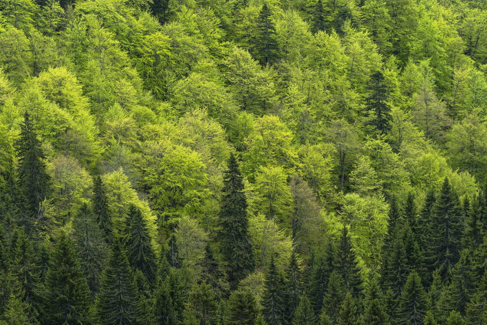 um grande grupo de árvores verdes em uma floresta