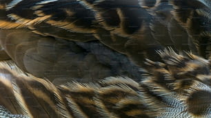 un gros plan des plumes d’un oiseau avec un arrière-plan flou
