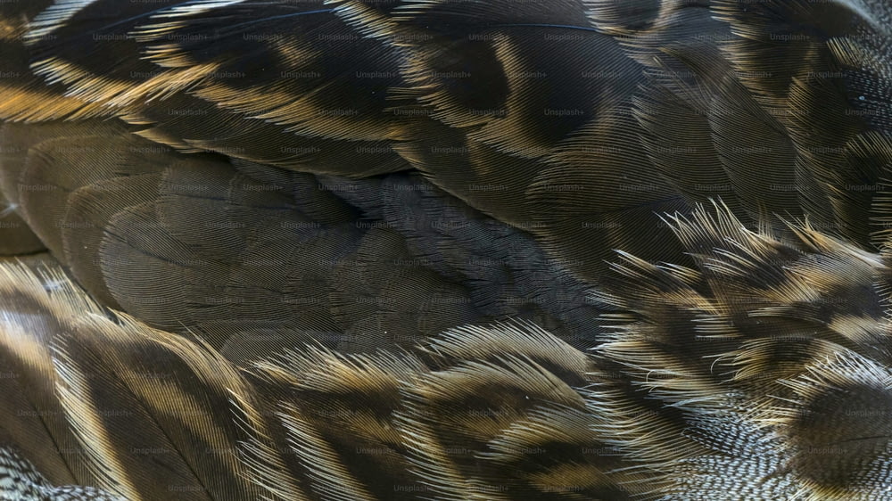 a close up of a bird's feathers with a blurry background