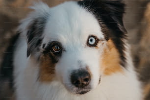 um close up de um cão com olhos azuis