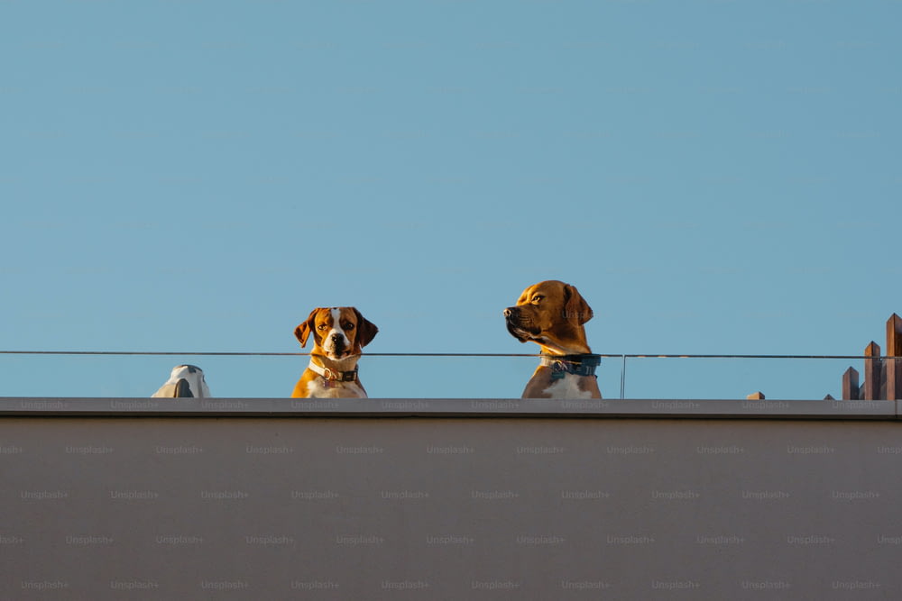 건물 꼭대기에 앉아 있는 두 마리의 개