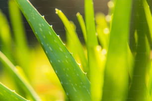 Un primer plano de una planta verde con gotas de agua sobre ella