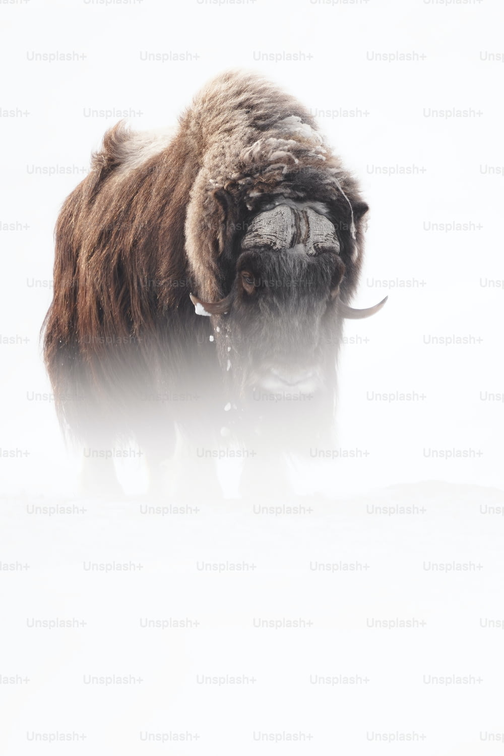um bisão em pé em um campo coberto de neve