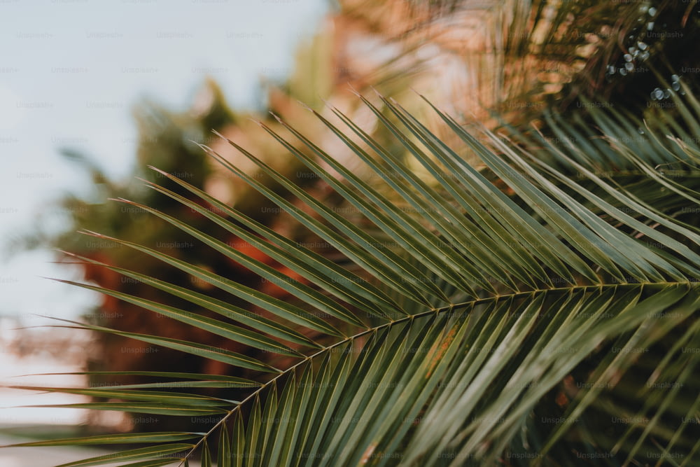 Gros plan d’une branche de palmier
