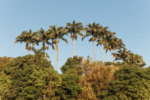 eine Reihe von Palmen vor blauem Himmel