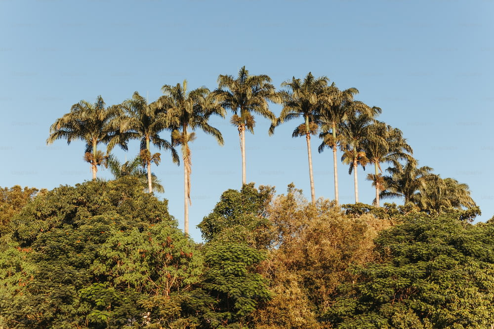 Una hilera de palmeras frente a un cielo azul