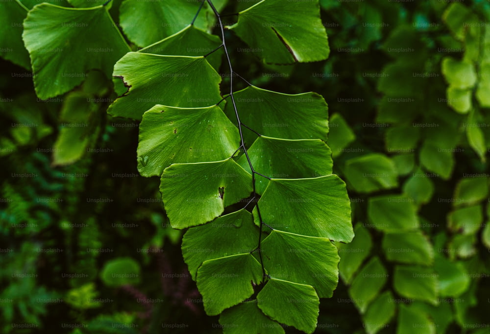 녹색 잎이 많은 식물의 클로즈업