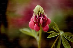 녹색 잎이있는 분홍색 꽃의 클로즈업
