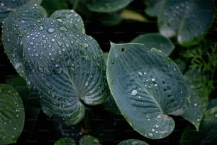 eine Nahaufnahme einer grünen Pflanze mit Wassertröpfchen darauf